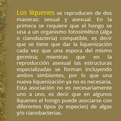 info liquenes02b