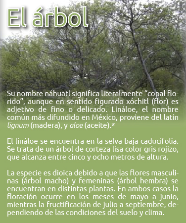 linaloe recuadros 02