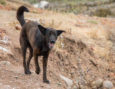 perro feral isla todos santos soriano