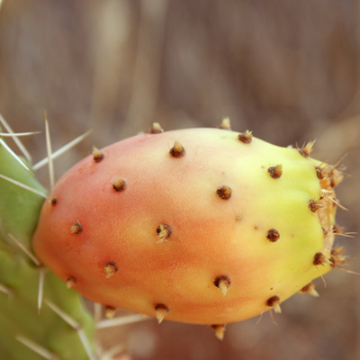 recuadro tuna opuntia mexico01