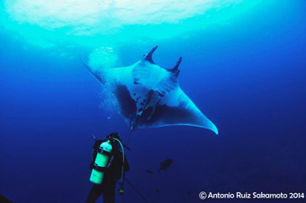 ruiz sakamoto mantas gigante02