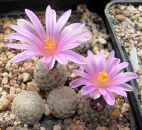 turbinicarpus valdezianus