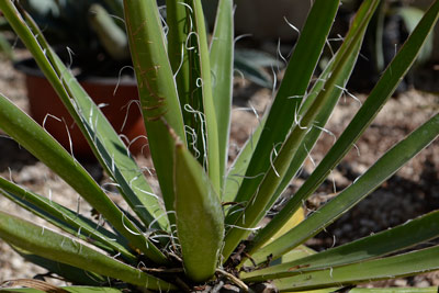 Agave de la Casa del Desierto coleccion del Jardin Botanico Regional Roger Orellana0616