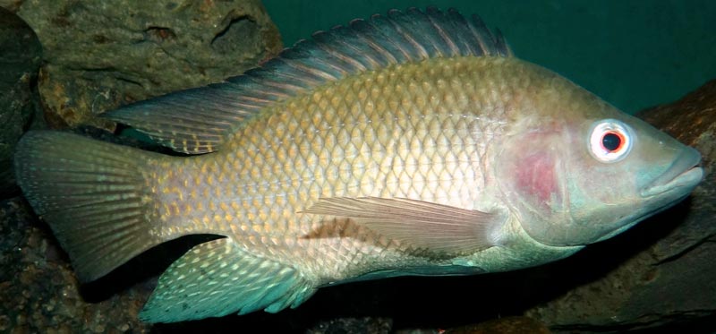 oreochromis niloticus