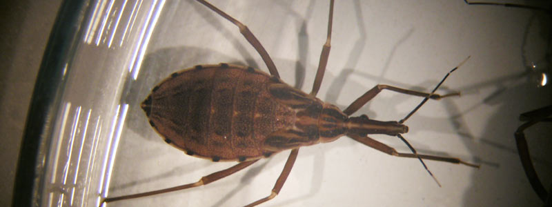 chagas head 516