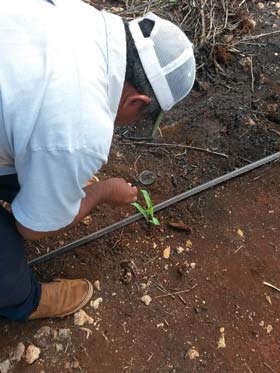 depresion campesinos pesticidas