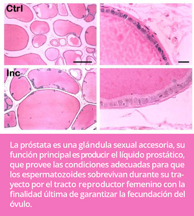 glandula0716