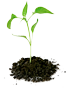 icon plant