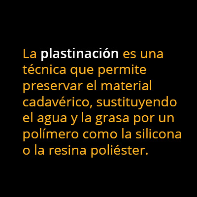 info plastinacion01