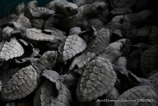 Lepidochelys olivacea