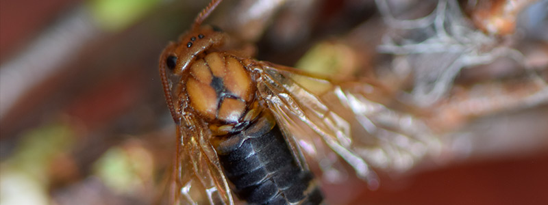 mosca-head-26118.jpg