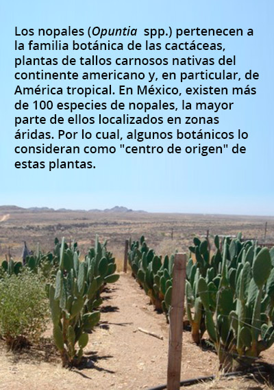 nopal-rec1-18118.jpg