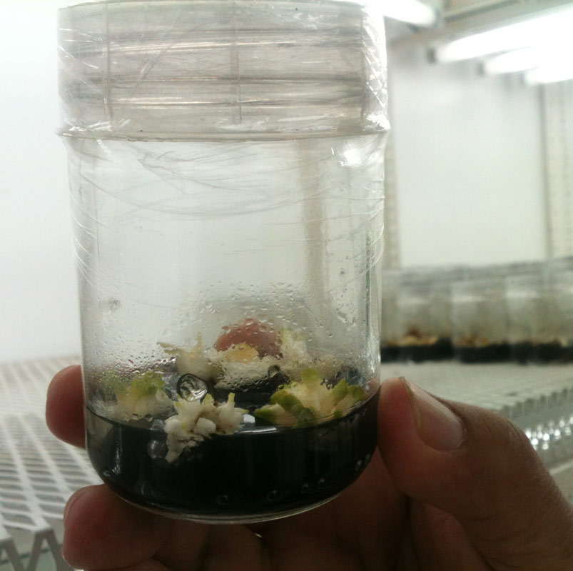 Micropropagacion 2