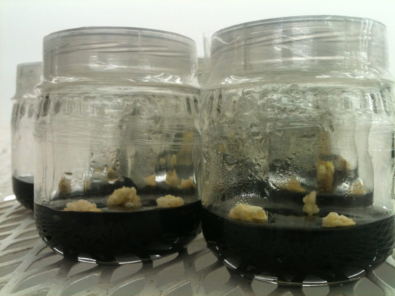 Micropropagacion 1 2