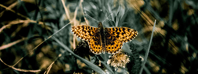 mariposa concurso fotografia 19 0116