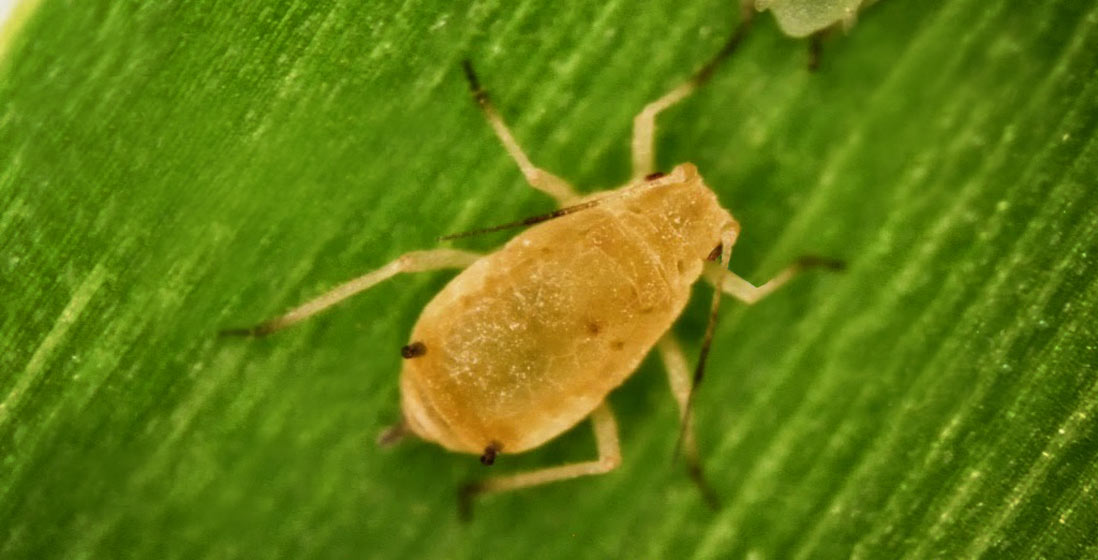 pulgon amarillo Melanaphis sacchari