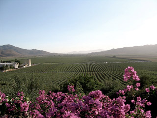 valle guadalupe ensenada