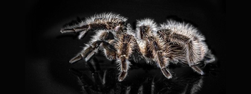 tarantula-22417.jpg