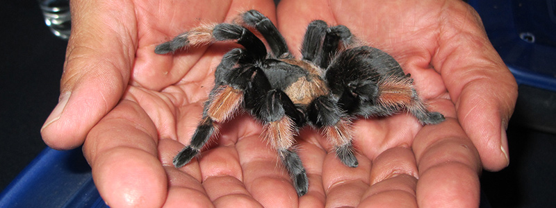 tarantula-foot-32817.jpg