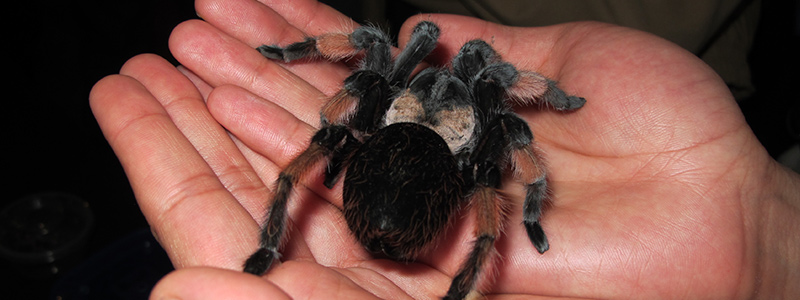 tarantula-head-32817.jpg