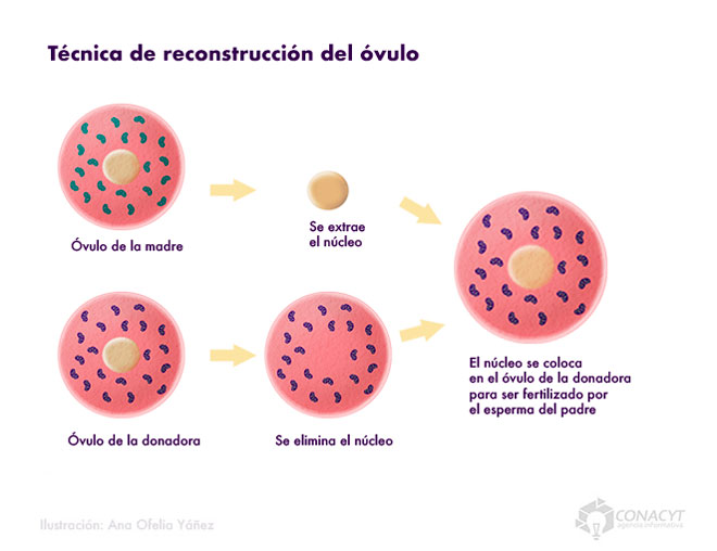 tecnicas reconstruccion ovulo02