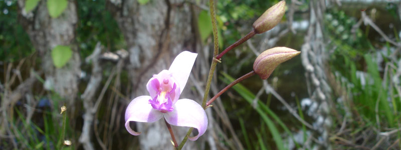 1 HEAD orquidea1101