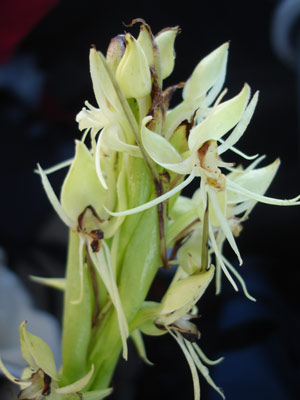 1 Habenaria bractescens1101