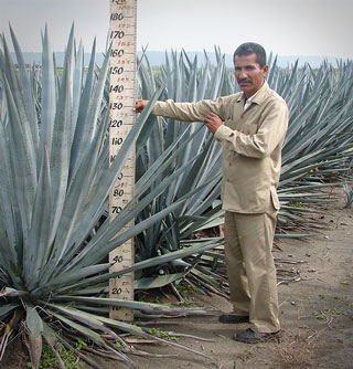 Agave con fertigacion a 29 meses de plantada Sr. Jorge Molin