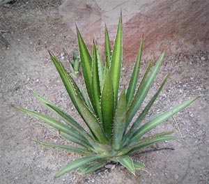 agave lechuguilla01