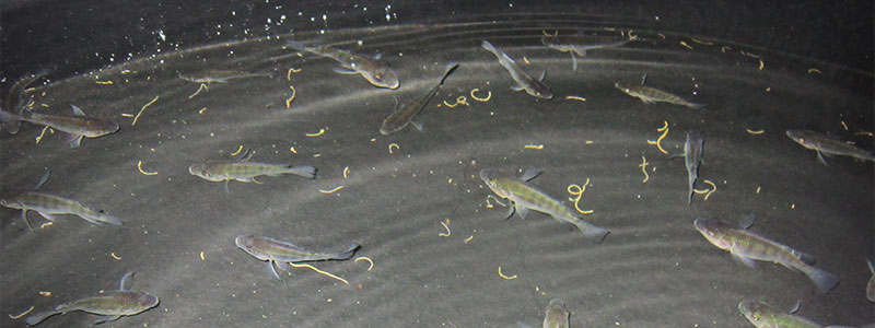 banner dieta acuicola tilapia