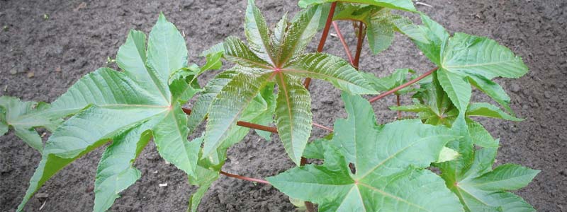 banner ricinus communis