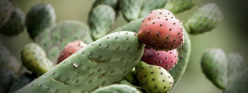 nopal invierno banner