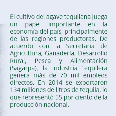 recuadro agave tequilana agosto2015b