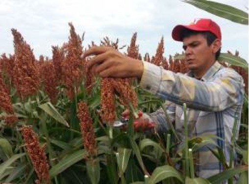 Cosecha de sorgo desalado