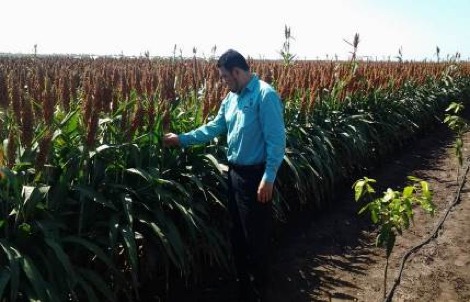 Sorgo desalado