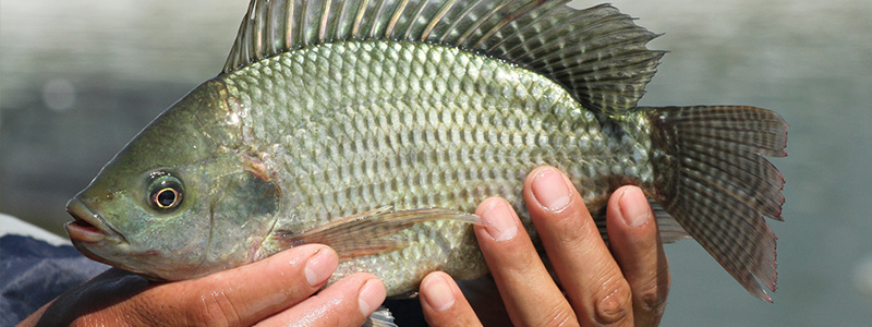 tilapia-head-121417.jpg