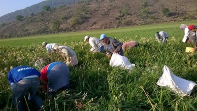 trabajo-femenino-agrícola.jpg