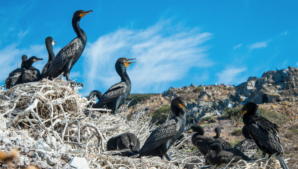 aves-mexicanas1.png