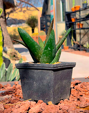 cactacalworthia sp